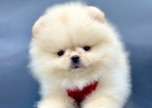 Gülen yüz pomeranian Boo